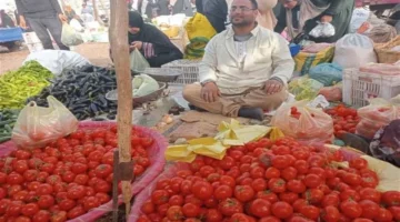 قفزة أسعار الطماطم إلى 25 جنيها تلقي بظلالها على أسواق الخضار والفاكهة